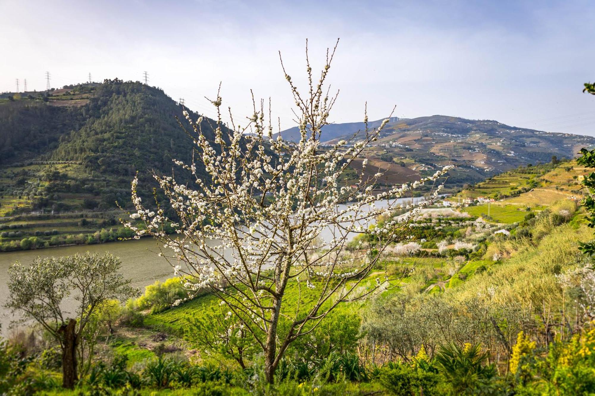 Fraga Douro House, Douro Valley Resende Extérieur photo